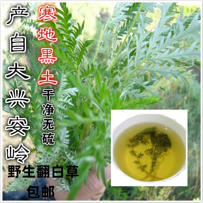 新货大兴安岭野生翻白草整颗包邮