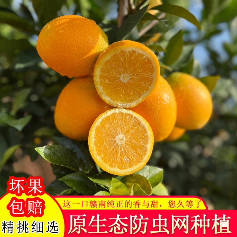 新鲜橙子赣州寻乌脐橙果园现摘