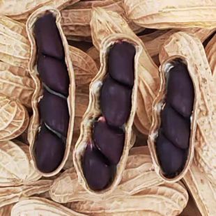 【仁杰老师】云南黑皮花生500克