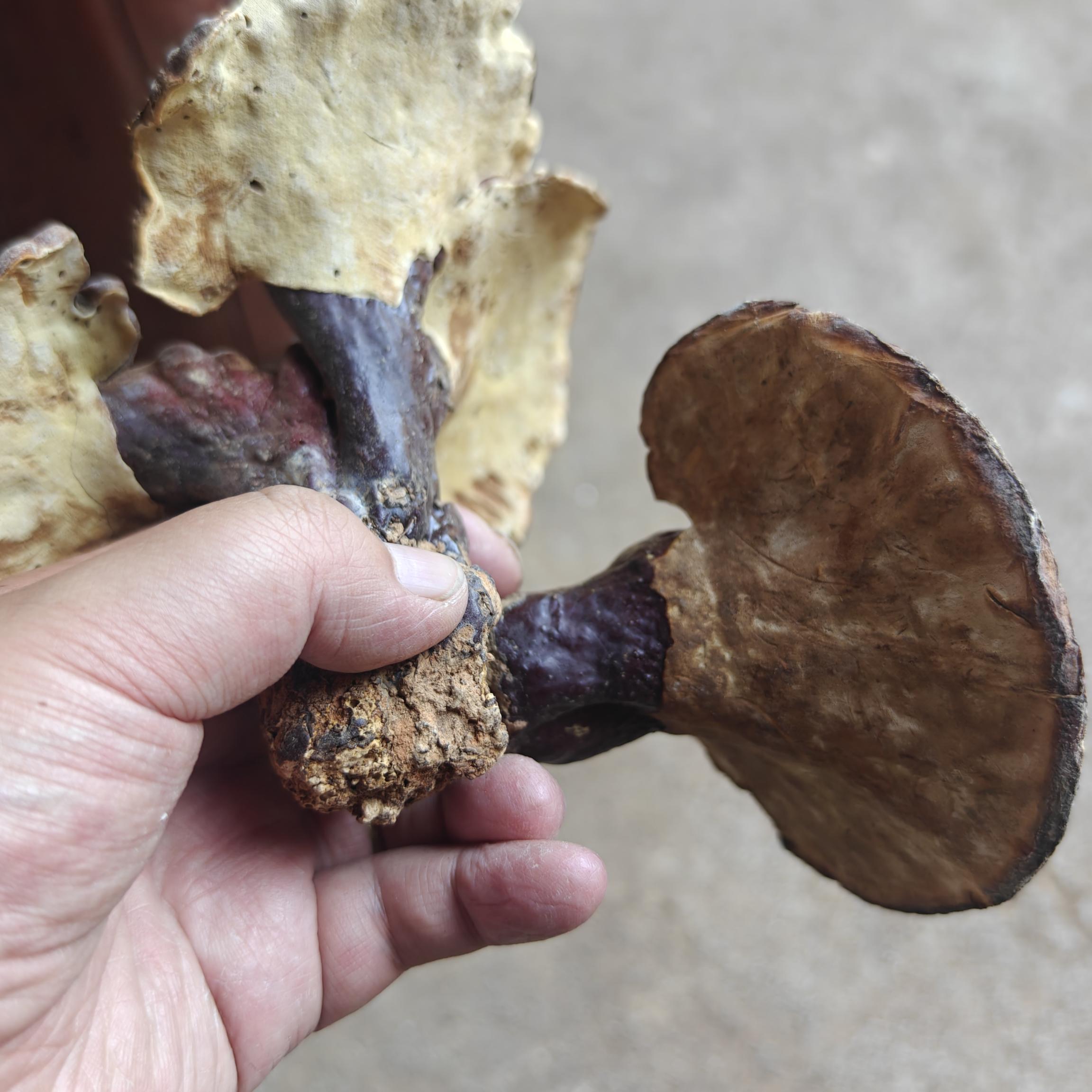 仁杰老师道地好物野生灵芝250克*袋