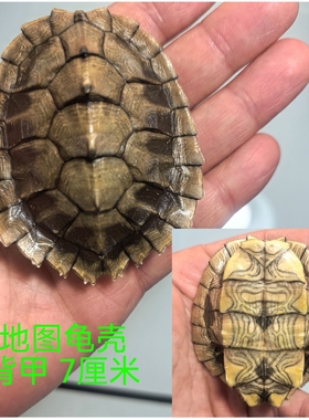 斑点，草龟龟壳，瑕疵龟壳，对版发货乌龟壳天然真龟壳摇卦手把件
