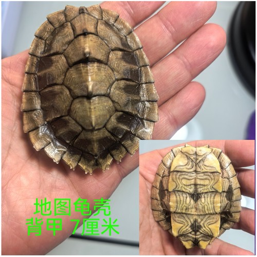 斑点，草龟龟壳，瑕疵龟壳，对版发货乌龟壳天然真龟壳摇卦手把件