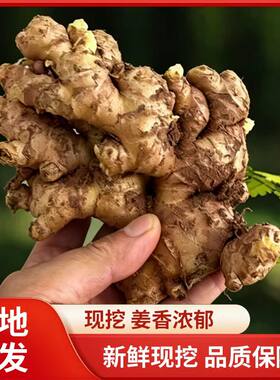 云南新鲜生姜现挖现发农家自种姜香浓郁调味料食用生姜老姜农产品