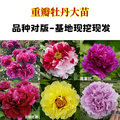 牡丹花苗耐寒带芽苞发货大苗