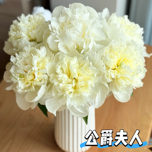 【现货顺丰】进口公爵夫人高品质芍药鲜花高品质重瓣大花基地直发