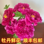 牡丹鲜花年宵花重瓣优质水养礼品芍药鲜花山东基地直发办公室插花