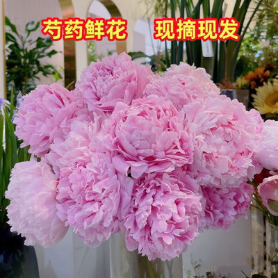 【五一狂欢】重瓣芍药鲜花高品质重瓣大花水养鲜切花束母亲节礼物