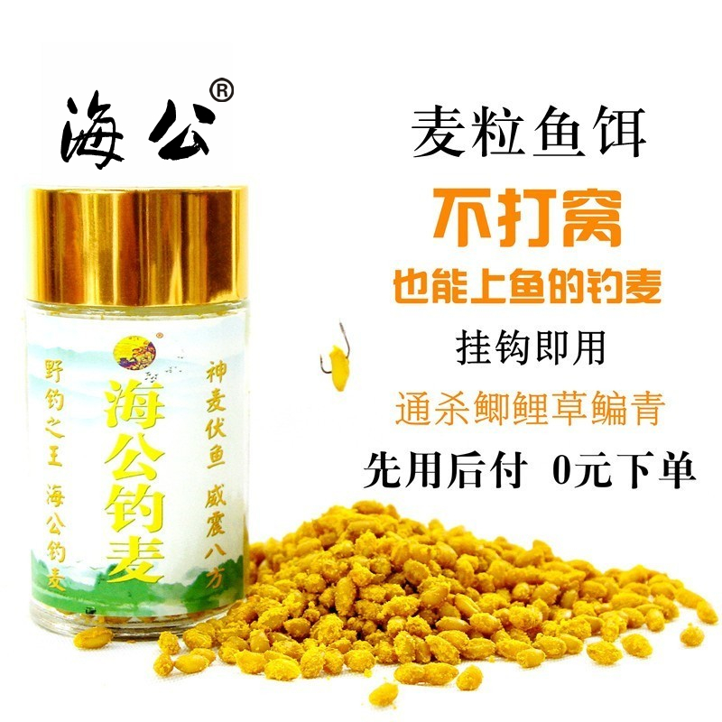 海公挂麦不打窝也能上鱼的钓麦