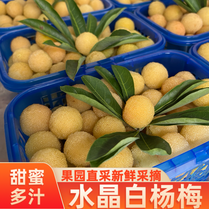 顺丰当天发稀有品种仙居白杨梅