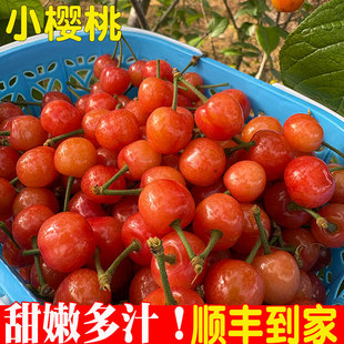 浙江小樱桃新鲜水果中华本地黄草非米易孕妇水果土樱桃水晶小樱珠