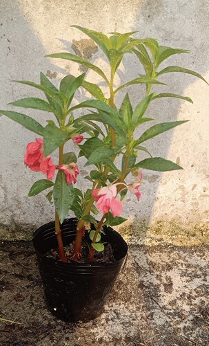凤仙花指甲花盆栽有花苞  可染色一盆三棵颜色或紫或红