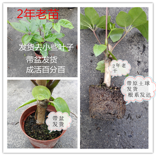 大叶伞盆栽摇钱树绿植澳洲鸭脚木