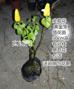 金苞花 黄金宝塔花苗 黄金塔苗盆栽花卉绿植  包邮