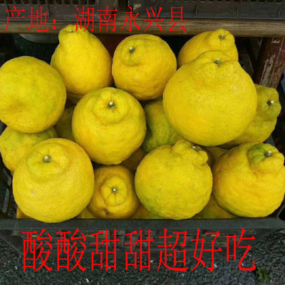 碰柑湖南郴州永兴丑桔