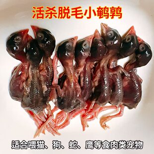 新鲜小鹌鹑肉乳鹌鹑小苗现杀速冻生骨肉非冻干猫狗宠物喂蛇龟零食