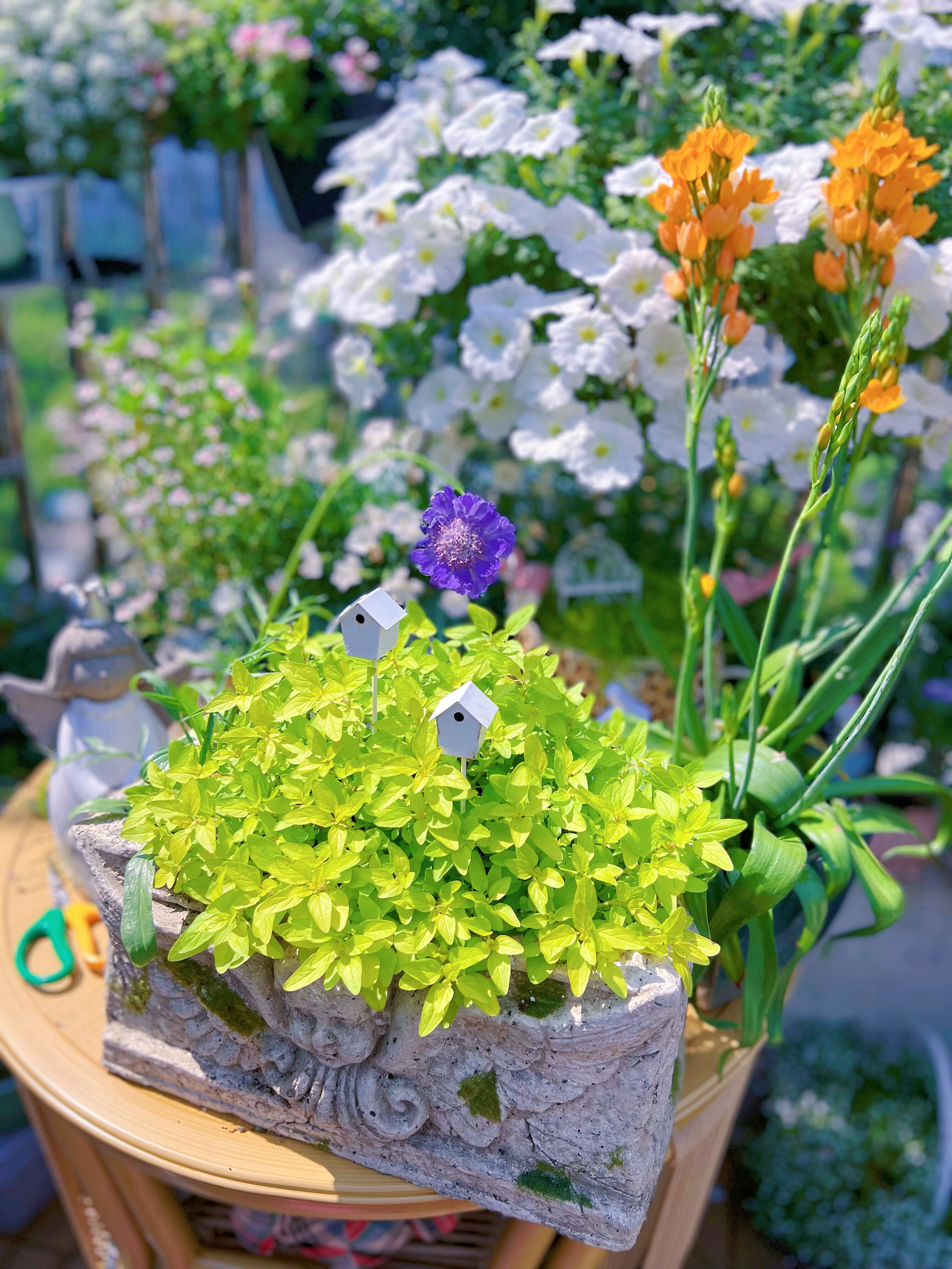 【花苗】大猫的花园同款   金叶牛至  多年生绿植 耐寒  10cm盆栽