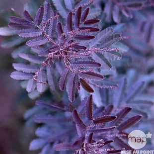 网红盆栽，紫叶密羽金合欢，贝利氏相思树，花园植物喜光照可调色