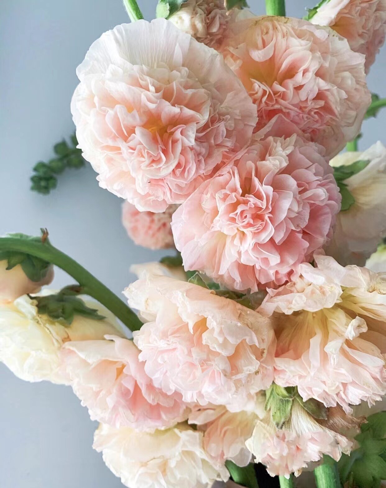 盆栽植物室内重瓣蜀葵桃梦精品耐寒耐热阳台花夏季庭院多年生宿根