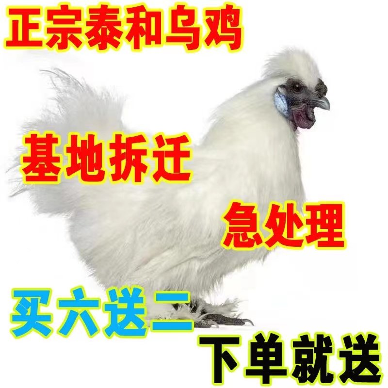 纯种泰和乌鸡幼苗白凤乌鸡活体小鸡半大白乌鸡乌骨鸡半斤脱温苗