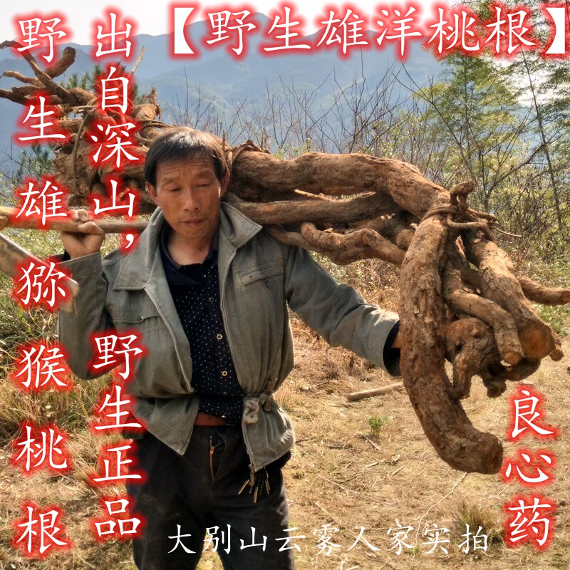 大别山500克野生雄猕猴桃根杨桃根洋桃根藤梨根石苇刀口药包邮