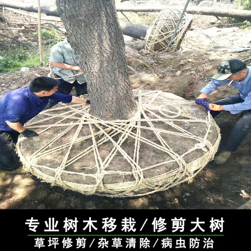 大树移栽树木移植移栽树木上海树木移栽绿化移植 修枝伐木挖树
