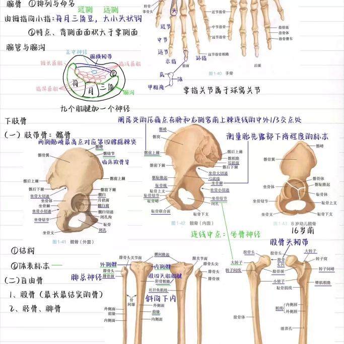 系统解剖学笔记78页《系统解剖学霍琨笔记》医学本科考研大学PDF