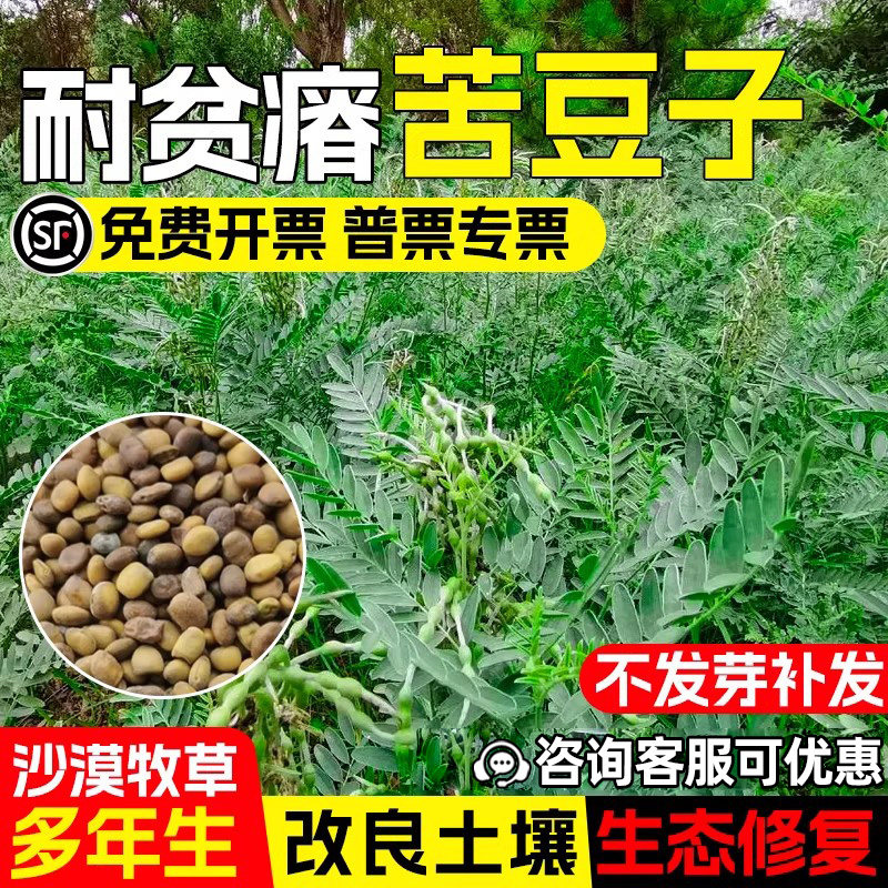 苦豆子种子耐贫瘠沙漠植被牧草种籽生态修复土壤改良矿山复绿草籽