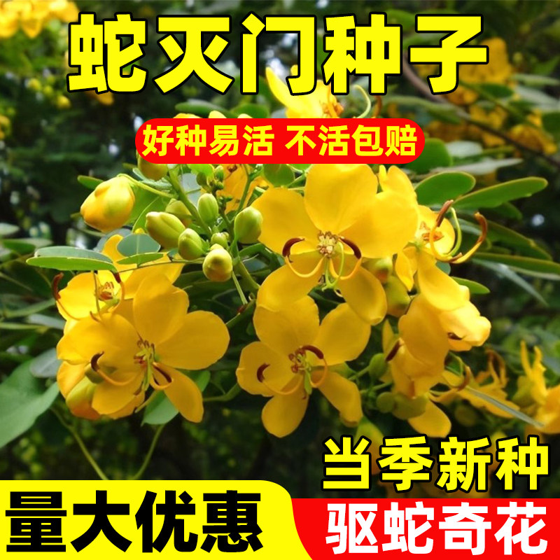 蛇灭门种子孑花卉望江南野决明籽驱蛇虫草花种籽庭院阳台盆栽四季