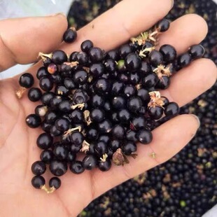 新采麦冬草种子多年生宽叶矮化金边麦冬草籽日本矮麦冬苗绿化种籽