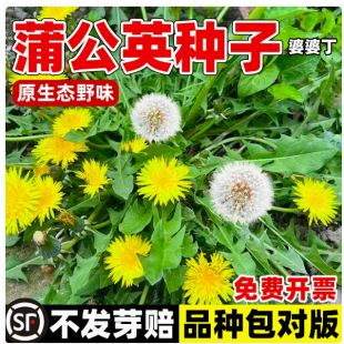 野生蒲公英种籽的种子种植婆婆丁浦公英四季盆栽食用蔬菜野菜苗孑