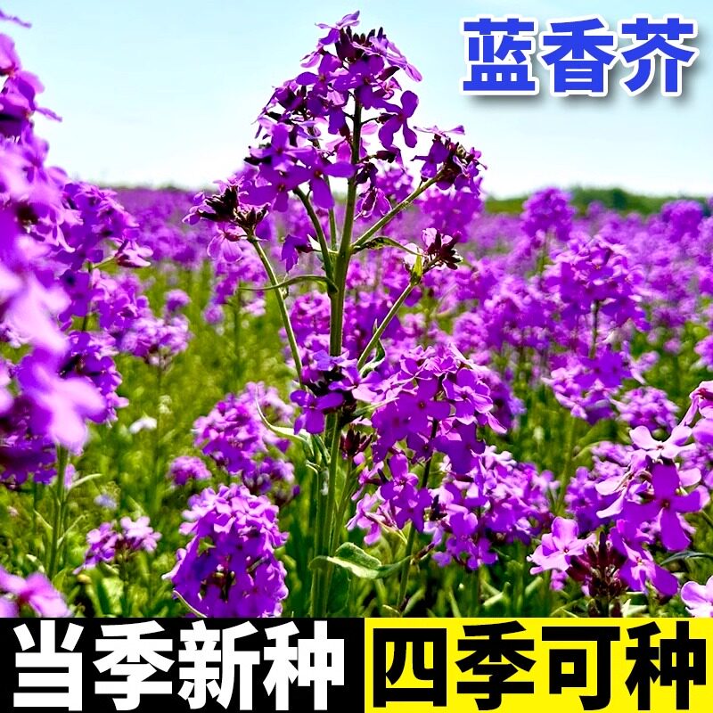 蓝香芥种子绿植盆栽庭院花卉种子花籽易种活的室内阳台多年生宿根
