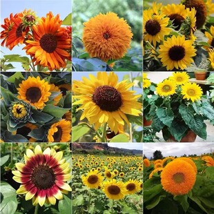向日葵种子观赏向阳花籽阳台盆栽四季播种开花高杆观赏向日葵种