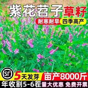 光叶紫花苕子种子四季高产多年生牧草多茬收割耐寒耐旱毛苕子草籽