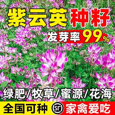 紫云英种籽养蜂蜜源固氮绿肥牧草
