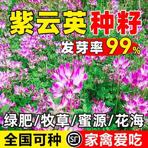 紫云英种籽养蜂蜜源固氮绿肥牧草