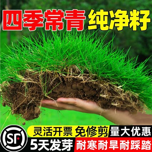 四季常青草坪草籽狗牙根矮生