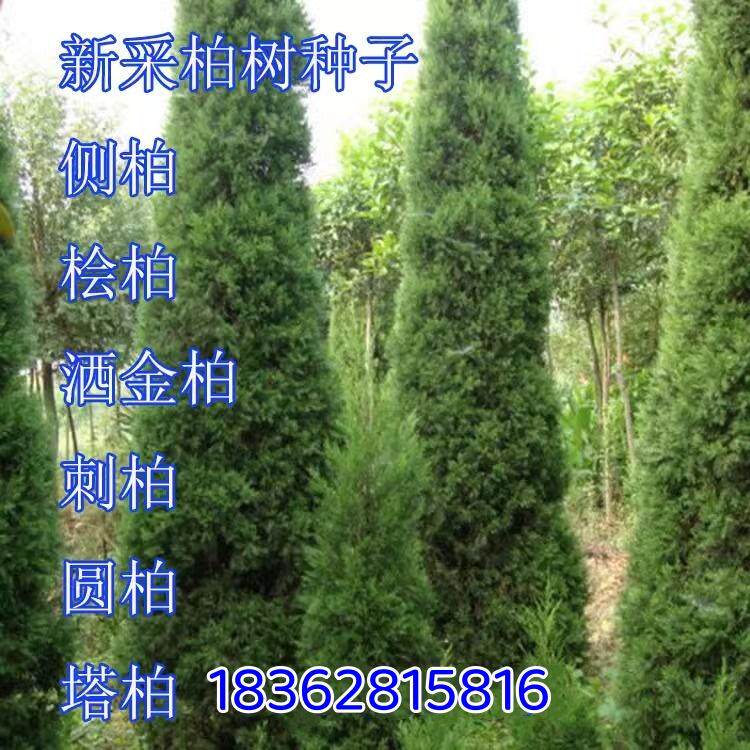 新采柏树种子塔柏侧柏桧柏龙柏墓地松柏种植圆柏洒金柏籽林木种子