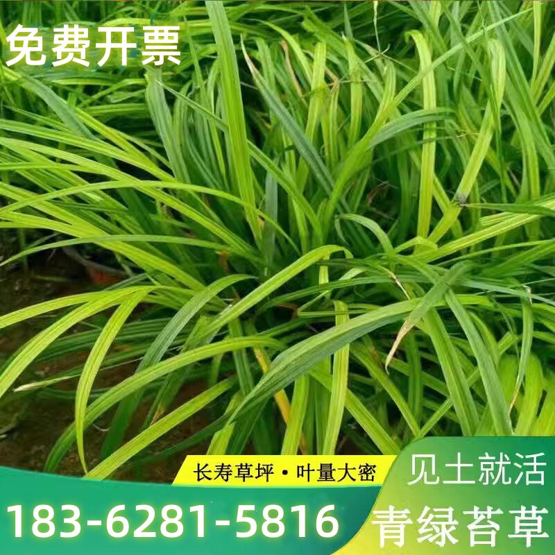 苔草种子青绿薹草种子莎草科多年生长寿草坪叶量大崂峪苔草种籽