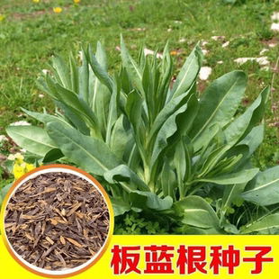 板蓝根种子青菜乌斯曼种子板蓝根苗籽种四季种植清热解毒植物种孑