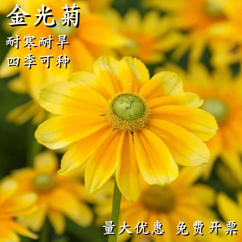 金光菊种子四季易活庭院景观图片