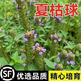 夏枯草种子白毛夏枯球种籽新采药材四季播种简单发芽率高阳台盆栽