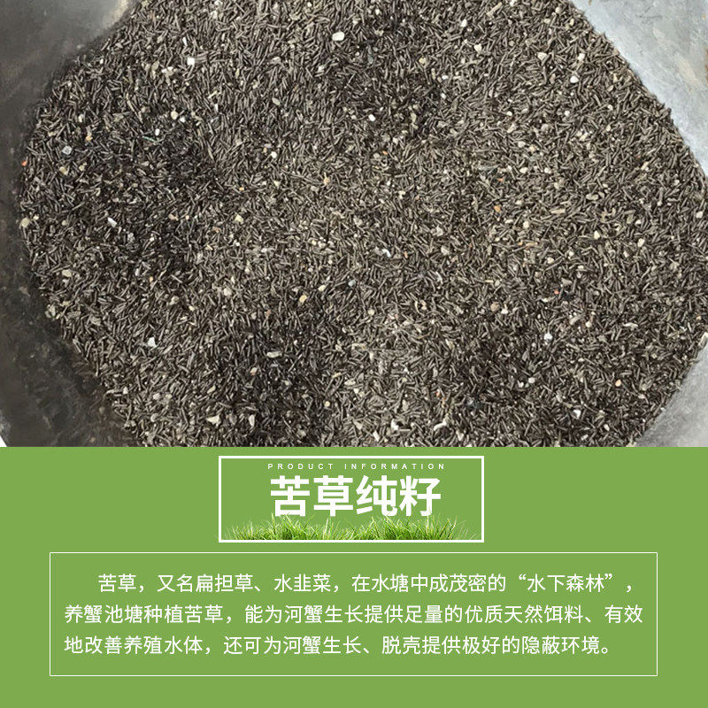 苦草种籽纯渔塘四季矮生短叶扁担草净化水质植物苗养虾蟹水草种子