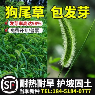 狗尾巴草种子孑野草种杂草种籽狗尾草种耐旱绿化观赏草籽护坡牧草