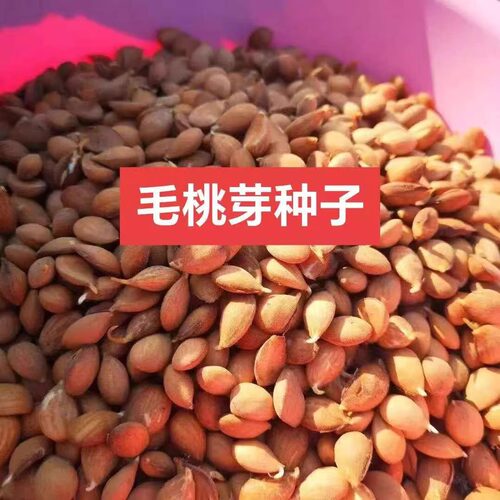 毛桃芽 桃树种子 果树种子 桃仁 杜梨 杏树种子 嫁接砧木野生桃核 - 封面