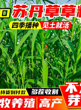 进口苏丹草草籽多年生鱼草种子四季养殖鸡鸭鹅耐热黑麦草牧草种籽