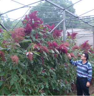 美国籽粒苋种子 优质牧草种子 高产牧草种子 高营养 一斤包邮