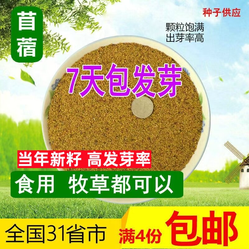 芽苗菜种子苜蓿芽种子紫花苜蓿草种子水培蔬菜苗盘菜阳台种植包邮