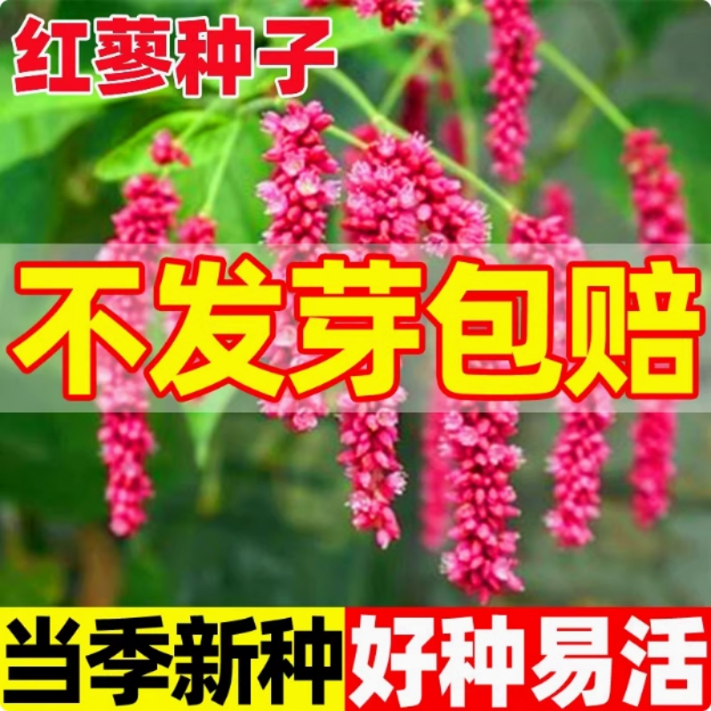 红蓼种子东北红草种子中草药植物东方蓼籽大红蓼新奇观赏花卉盆栽