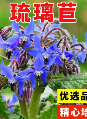 琉璃苣花种籽子紫花星星草籽阳台