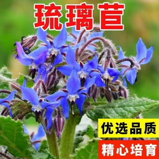 琉璃苣花种籽子紫花星星草籽阳台庭院盆栽花卉易种香草春秋播种子